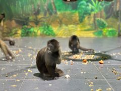 -西安秦岭野生动物园