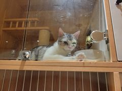 -猫猫幼稚园·撸猫·桌游·电玩