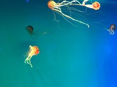 -芜湖新华联大白鲸海洋公园