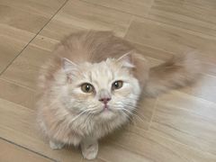 -唐小姐の私宠·宠物洗护美容·撸猫馆·购宠(周浦万达旗舰店)