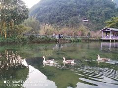 -靖西鹅泉风景区