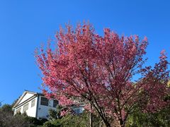 -寂照庵