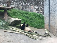 -都江堰中华大熊猫苑
