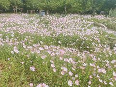 -昆山城市生态森林公园