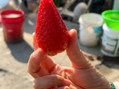 -小鱼草莓采摘园农家乐·小鱼餐厅