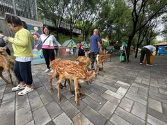 -北京鹿世界主题园