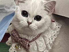 -唐小姐の猫狗洗护·购宠旗舰店(周浦万达店)