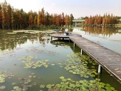 -白鹭湾湿地公园