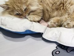 -藏猫猫咖啡主题馆(中央大道店)