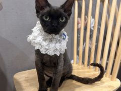 -楼上猫咖(罗湖店)