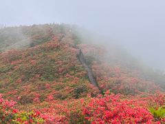 -大围山国家森林公园