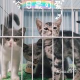 唯爱宠物找到你最爱的它