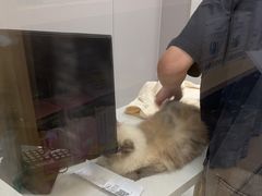-瑞鹏宠物医院·微创内窥镜·骨外科·牙科(翠竹分院)