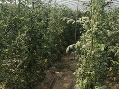 -庞各庄西瓜蔬菜采摘园·锦华瓜园