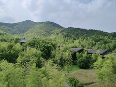 -大唐贡茶院