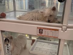 -翊宠yipet猫狗购宠庄园犬舍•猫舍