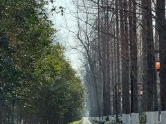 -合肥滨湖国家森林公园