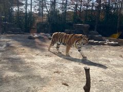 -上海野生动物园老虎餐厅