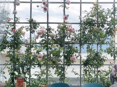 -野菌皇海景野生菌火锅(滨海大道店)