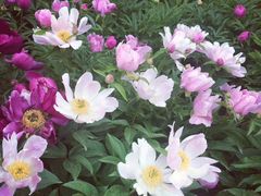 -长春公园(普阳街道)