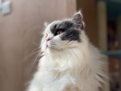 -MOCHA明星猫咖(田子坊店)