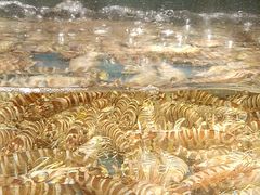 -龙宴海鲜城(经中路店)