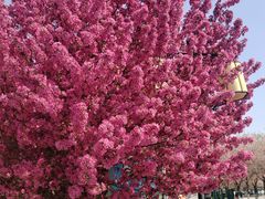 -兰陵国家农业公园