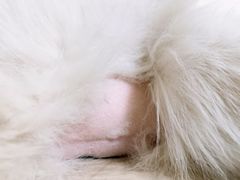 -美联众合动物医院·24h京西诊疗中心