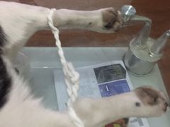 -瑞派·关忠动物医院·猫专科·犬专科(三环新城店)