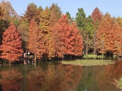 -应天大明王朝·南京菜(中山陵店)