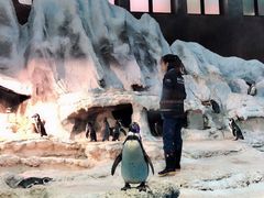 -帝企鹅自助餐厅•儿童岛•真企鹅(长隆企鹅酒店)