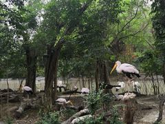 -广州长隆飞鸟乐园