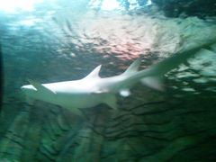 -悉尼海洋生物水族馆