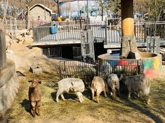 -石家庄市动物园