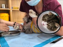 -艾贝尔宠物医院·24H转诊中心·肿瘤猫专科(江宁双龙店)