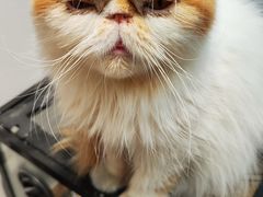 -有猫主题·治愈系猫咖(曾厝垵店)