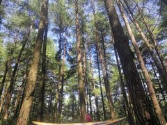 -重庆睡佛山森林公园