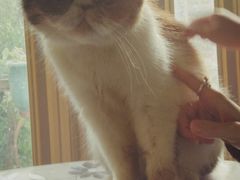 -猫色咖啡·猫咖