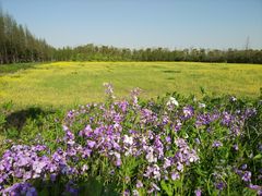 -上海长兴岛郊野公园