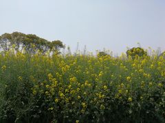 -田园东方蜜桃村的田野营地