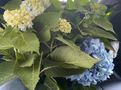 -双季花艺园艺市场(浦东店)