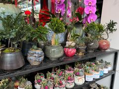 -溪岸路花鸟市场