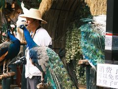 -西双版纳勐泐文化旅游区