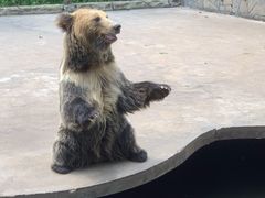 -贵州森林野生动物园