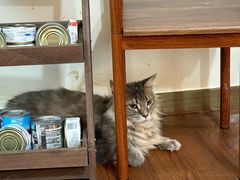 -楼上猫咖(罗湖店)