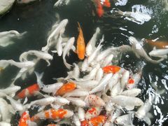 -南宫五洲植物乐园