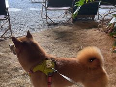 -J Create城市露营咖啡·简餐·宠物(上海动物园店)