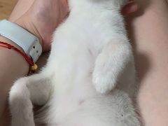 -pd派德宠物中心医院24H急重症·眼科中心·血液透析中心(嵩山北路店)