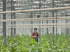 -苏州太湖西山岛开心农场