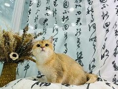 -爱洗澡的猫(望京店)